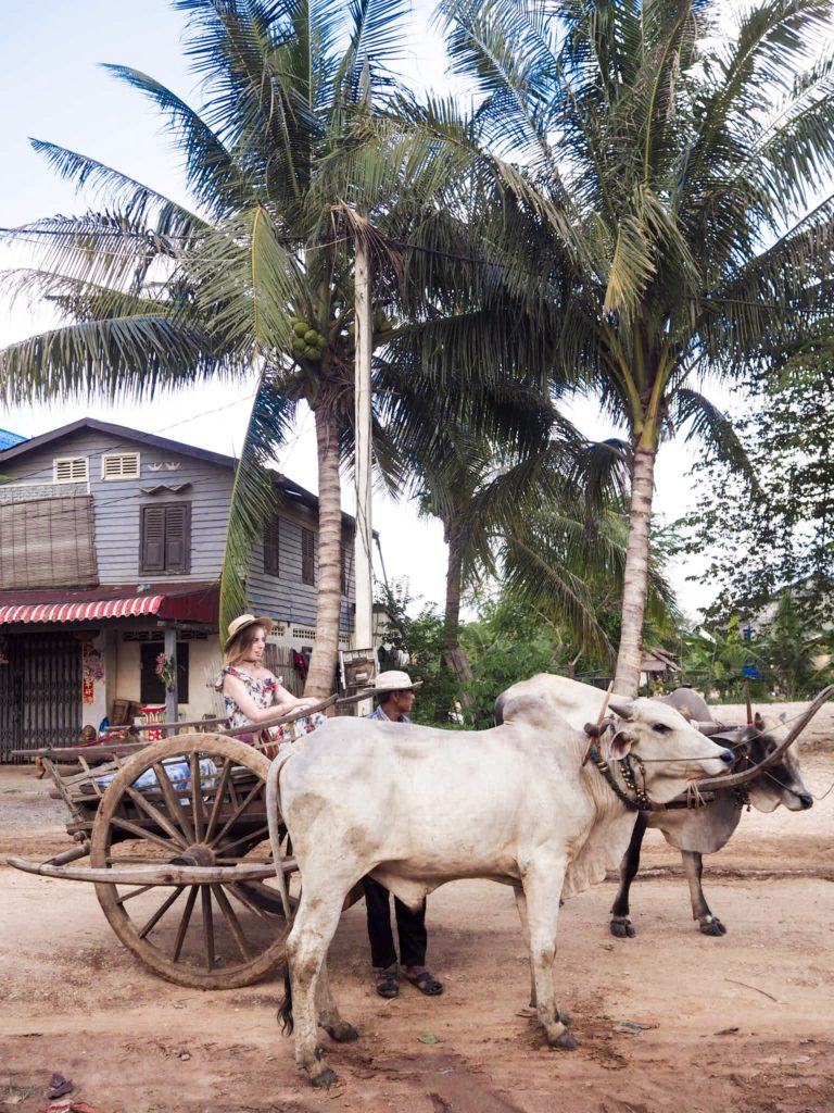 Oxe fahren in Kambodscha
