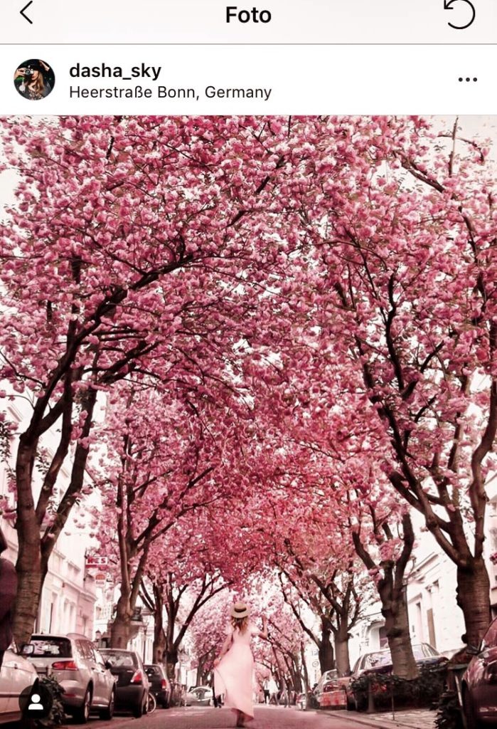 Kirschblüte Bonn Cherry Blossom